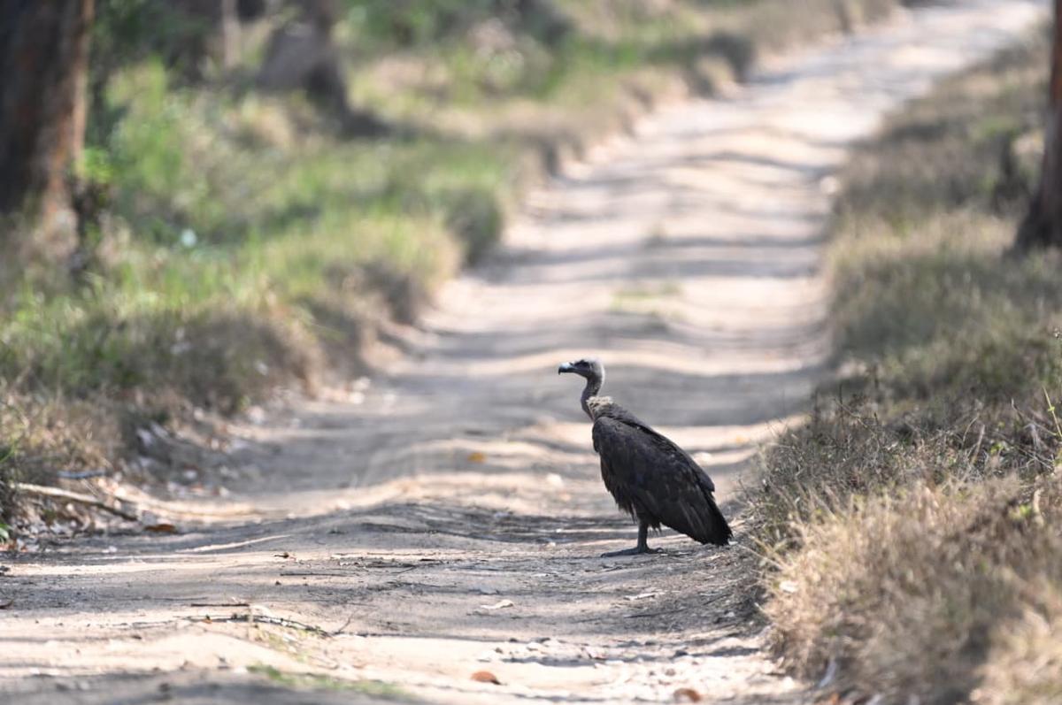वायनाड वन्यजीव अभयारण्य के मुथंगा में एक सफेद दुम वाला गिद्ध।